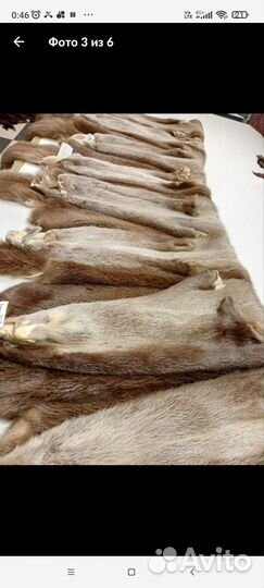 Шкуры охота