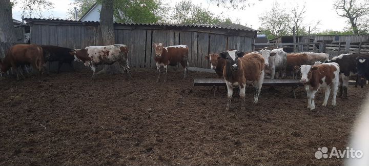 Продаю бычков 15 голов