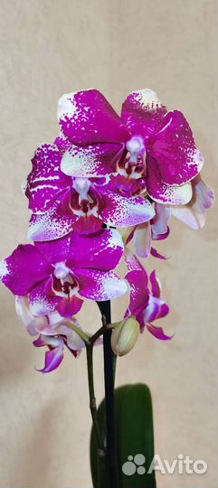 Орхидея