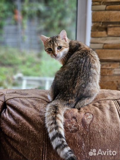 Рыжий котенок