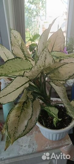 Комнатные цветы