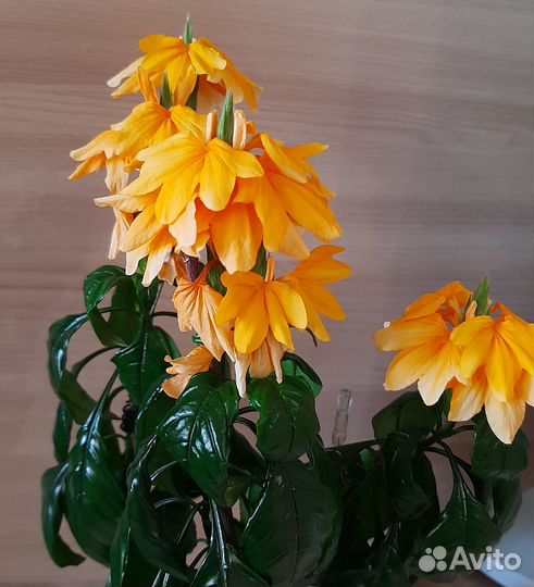 Кроссандра желтая