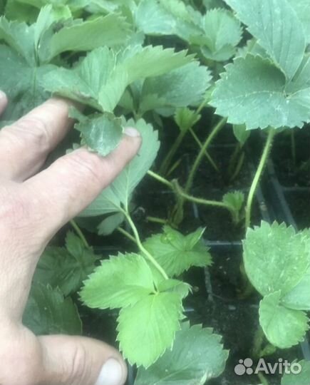 Рассада кассетная клубники