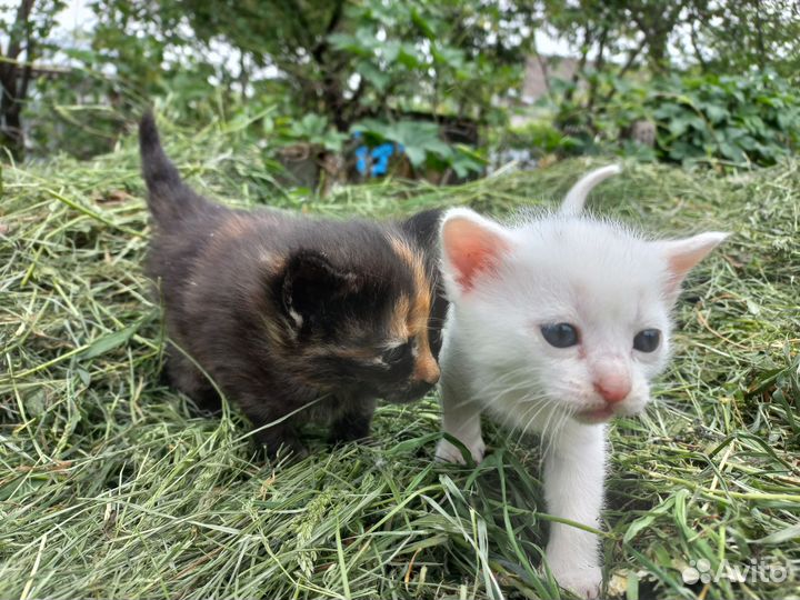 Котята