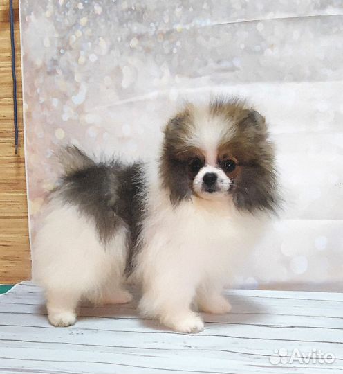 Померанский шпиц