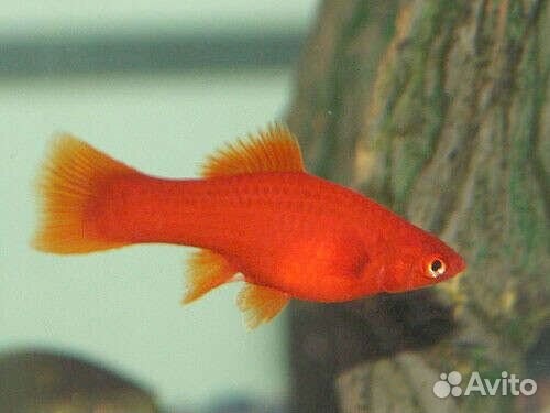 Меченосец красный