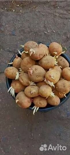 Картофель на посадку