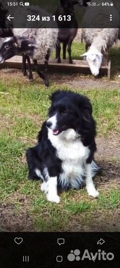 Щенки Бордер-колли