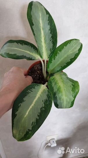Аглаонемы сортовые, подарок на день рождения
