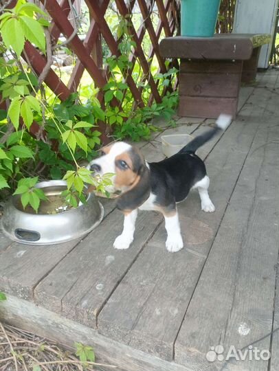 Щенки бигль