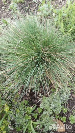 Овсянница голубая