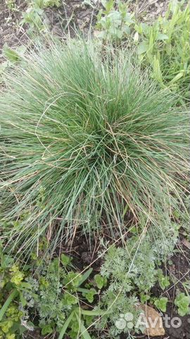 Овсянница голубая