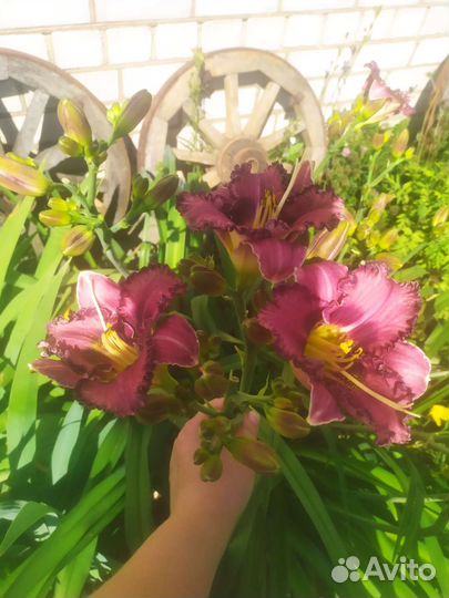 Лилейник сортовой