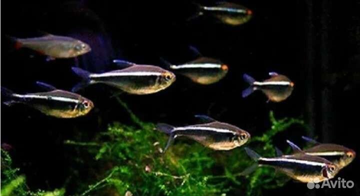 Аквариумные рыбки