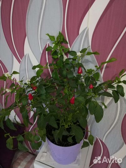 Жгучий перчик мини