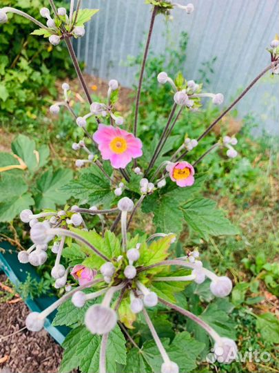 Анимона японская