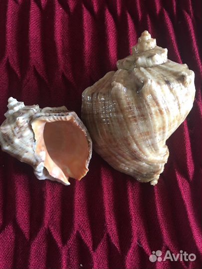 Морские ракушки раковины