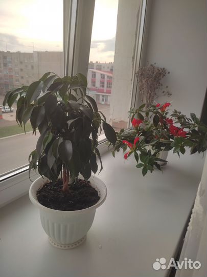 Бенджамина