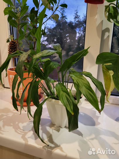 Спатифиллум. Комнатный цветок