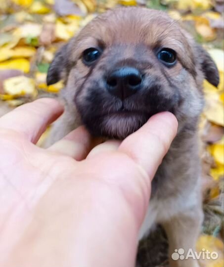 Девчонки в добрые руки