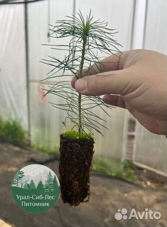 Зкс и окс Сосна Ель Лиственница сеянцы Голуб горн