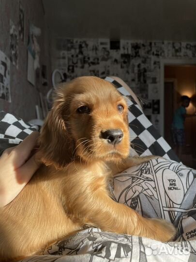 Кокер спаниель