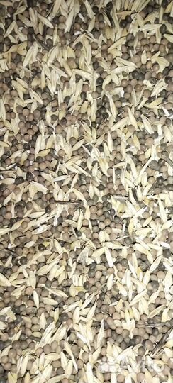 Семена Вики