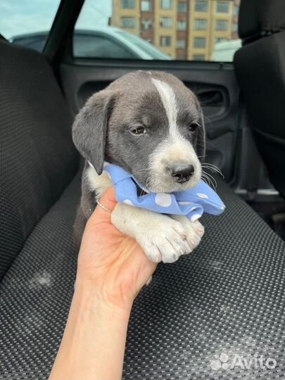 Щенок мальчик