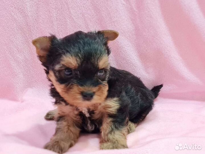 Йоркширский терьер мини девочка и мальчик