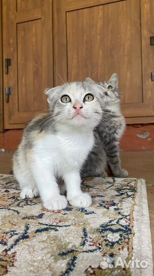 Кошечка в добрые руки