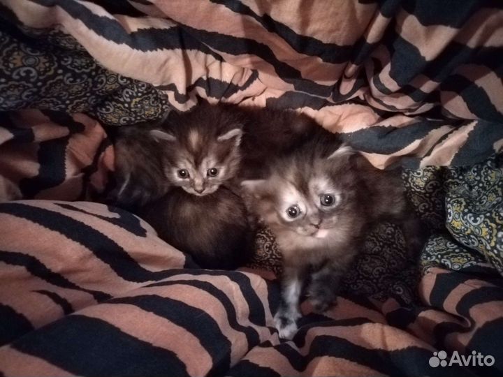 Котятки