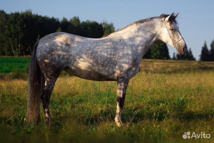 Андалузская серая кобыла
