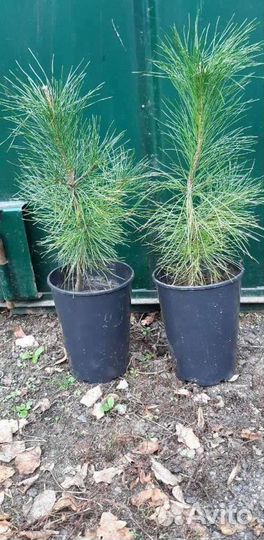 Сеянцы кедр Сибирский