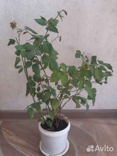 Роза комнатная