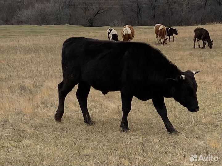 Бык, телки, телята