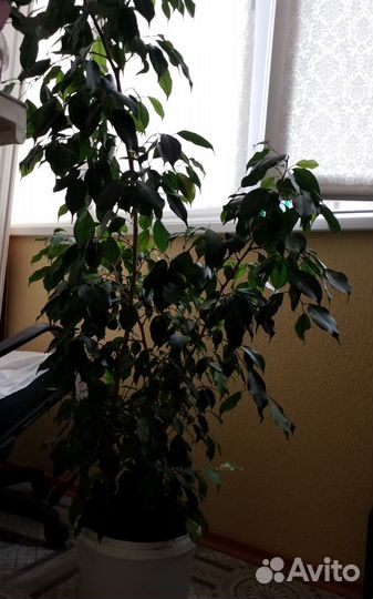 Цветок комнатный бенджамин