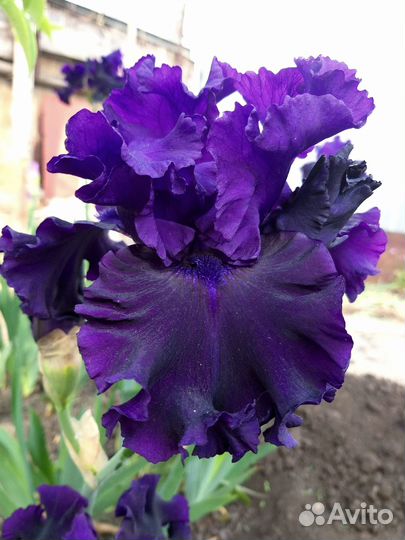 Ирисы бородатые сортовые