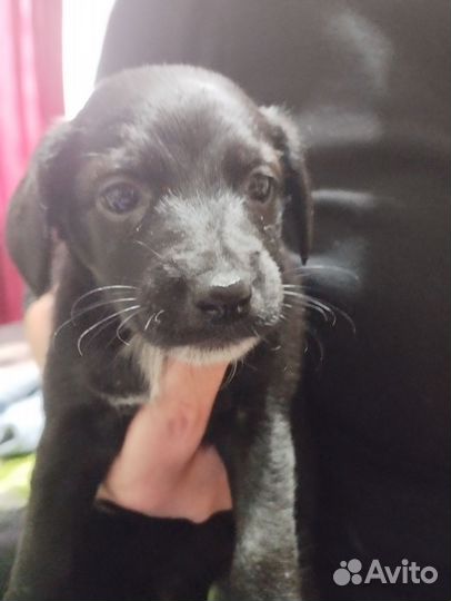 Отдаем щенят в добрые руки