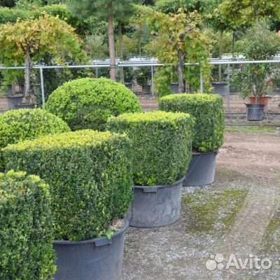 Саженцы самшита