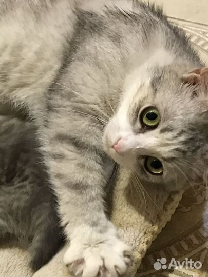 Кошка в дар бесплатно