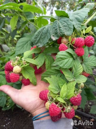 Саженцы ремонтантной малины