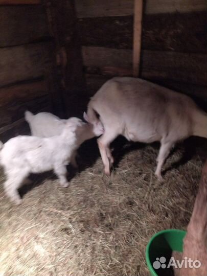 Молочные козы