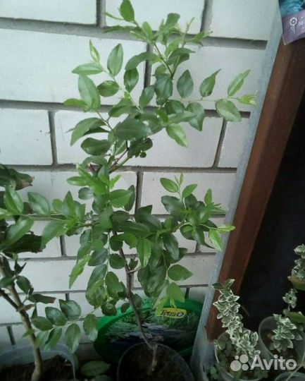 Зизифус Унаби китайский финик