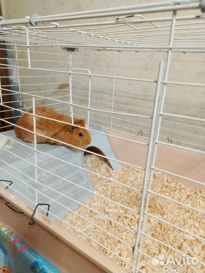 Морская свинка с клеткой