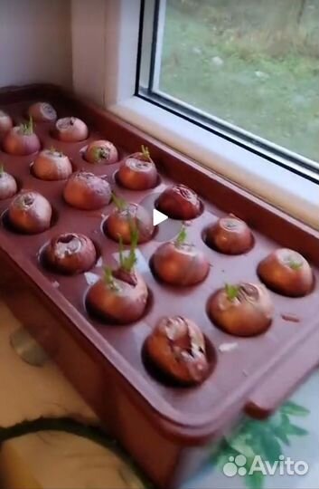 Лоток для выращивания лука