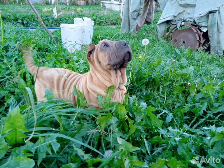 Шарпей щенки