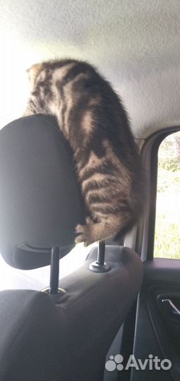 Шотландские котята