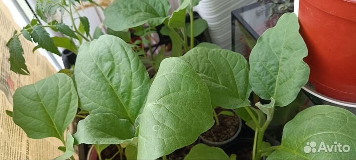 Рассада баклажан