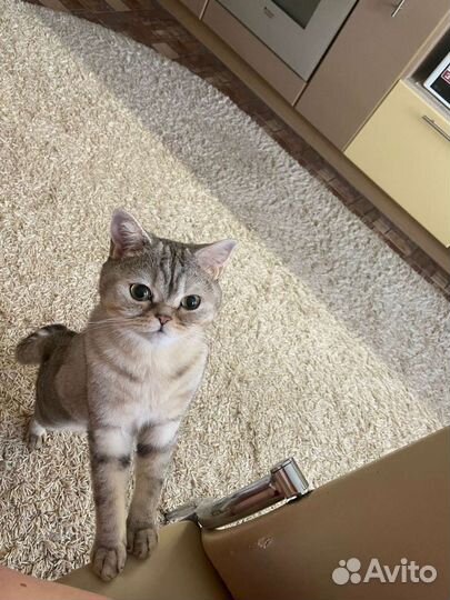 Шотландский кот