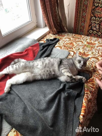 Шотландская милая кошка ищет дом